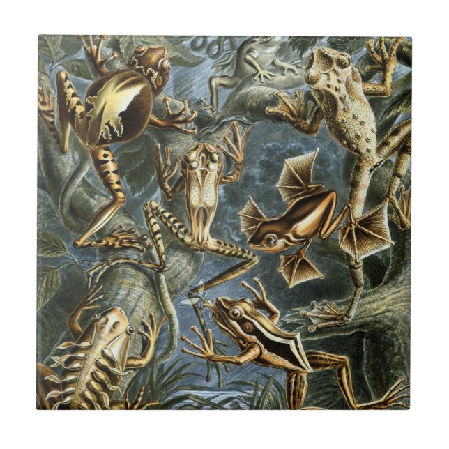 Azulejo Ranas y sapos antiguos Batrachia de Ernst Haeckel (Frente)