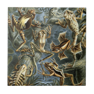 Azulejo Ranas y sapos antiguos Batrachia por Ernst Haeckel