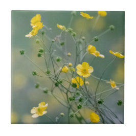 Azulejo Ranúnculos amarillos