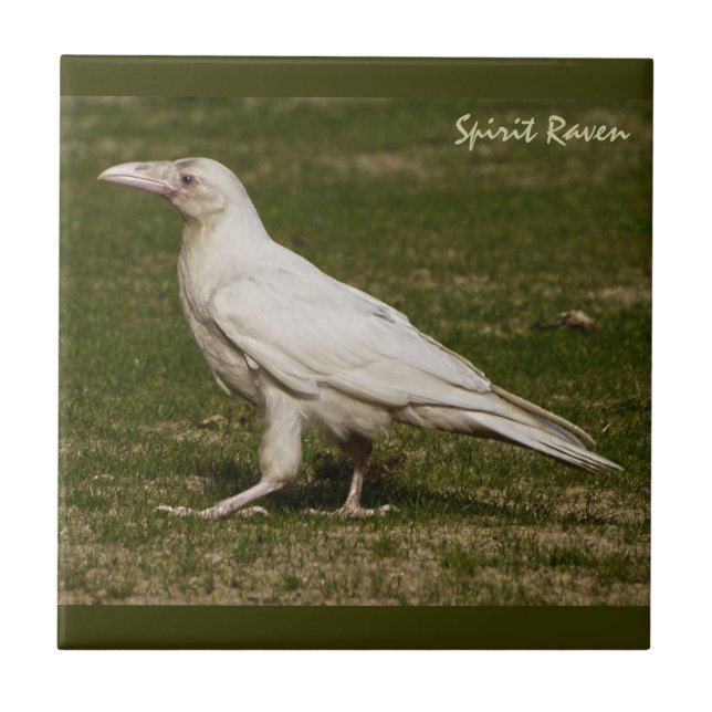 Azulejo Raras fotografías de vida silvestre de White Raven (Frente)