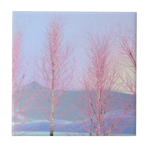 Azulejo Raspberry Creme Birch