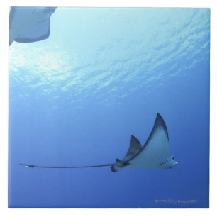 Azulejo Rayos que nadan, Saipán, Northern Mariana Islands