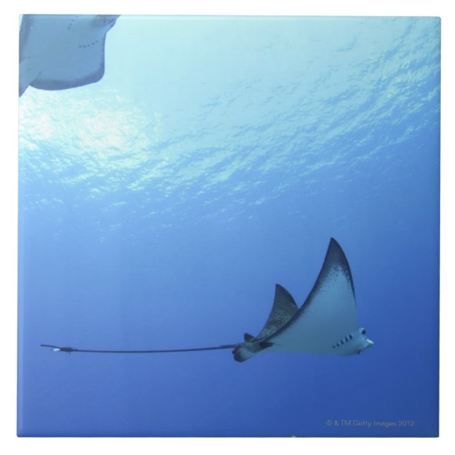Azulejo Rayos que nadan, Saipán, Northern Mariana Islands (Frente)