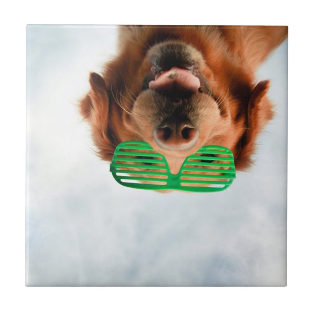 Azulejo Recuperador de oro con gafas de sol verdes (Frente)