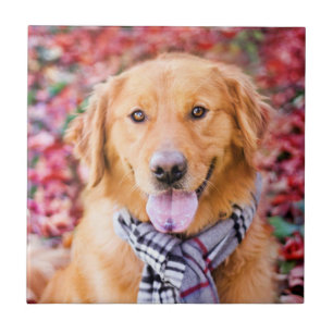 Azulejo Recuperador de oro en escarcha