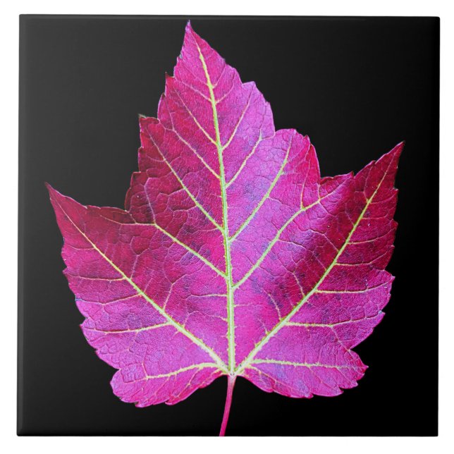 Azulejo Red Autumn Maple Leaf on Black Background (Frente)