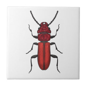 Azulejo Red beetle