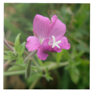 Azulejo Red Campion Wildflower Tile