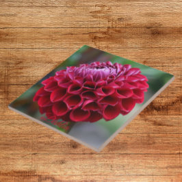 Azulejo Red Dahlia Bloom Floral Cerámica Tile