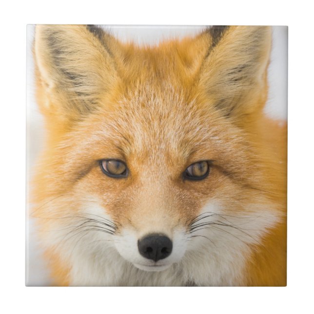 Azulejo Red Fox Portrait (Frente)