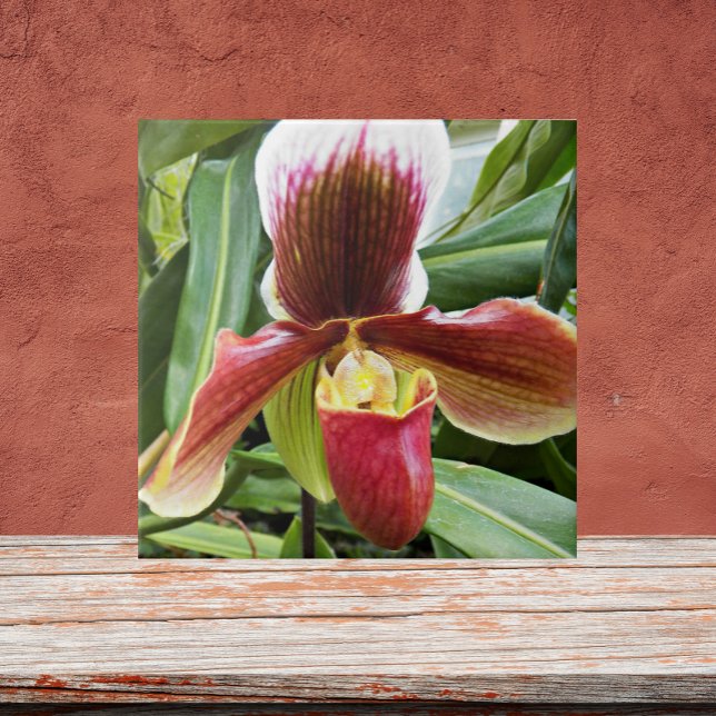 Azulejo Red Lady Slipper Orchid Floral (In Situ)