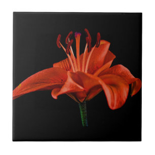 Azulejo Red Lily On Black