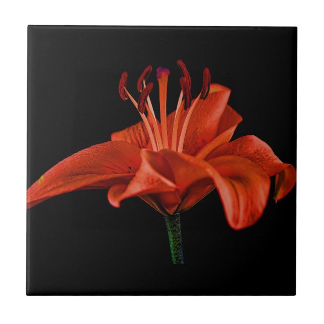 Azulejo Red Lily On Black (Frente)