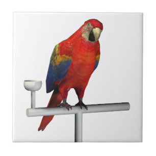 Azulejo Red Parrot Scarlet Macaw