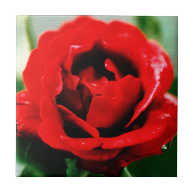 Azulejo Red Rose Love (Frente)