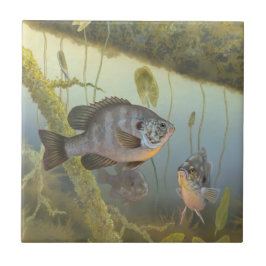 Azulejo Redear Sunfish 
