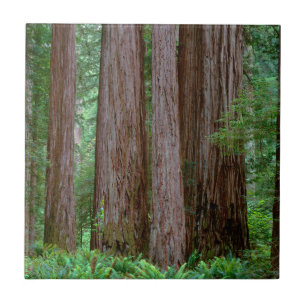 Azulejo Redwoods Antiguos Imponentes