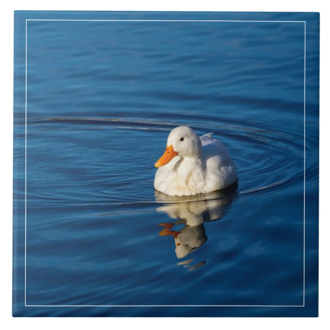 Azulejo Reflejos del pequeño pato blanco (Frente)