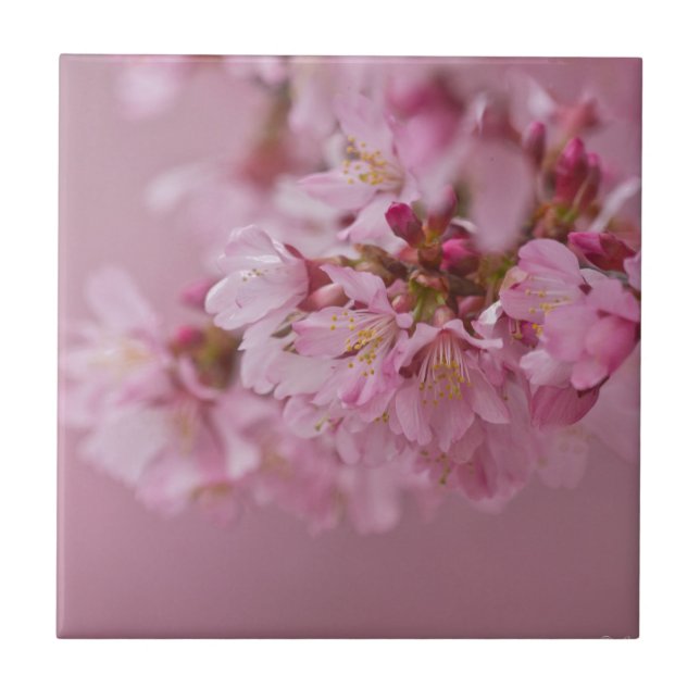 Azulejo Reflejos Rojizos Pálidos de Flor de Cerezo Sakura (Frente)