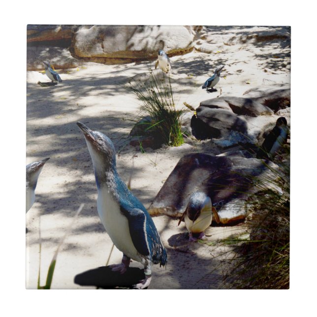 Azulejo Refugio seguro: Paraíso de los pingüinos de hadas, (Frente)