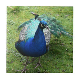 Azulejo Regal Peacock Power 