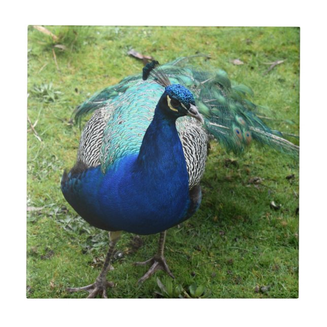 Azulejo Regal Peacock Power  (Frente)