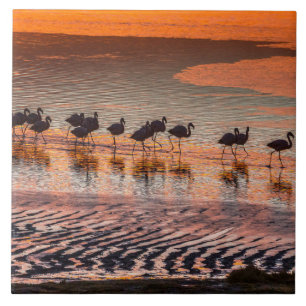 Azulejo Reserva Nacional de Fauna Andina Eduardo Abaroa