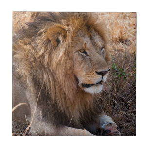 Azulejo Reserva Nacional Lion Maasai Mara, Kenya