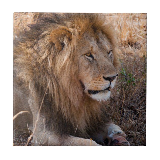 Azulejo Reserva Nacional Lion Maasai Mara, Kenya (Frente)