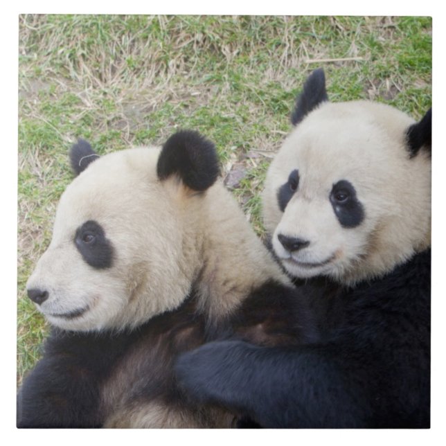 Azulejo Reserva Wolong, China, abrazo gigante de panda (Frente)