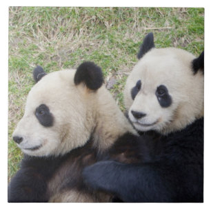 Azulejo Reserva Wolong, China, Oso panda gigante abrazando