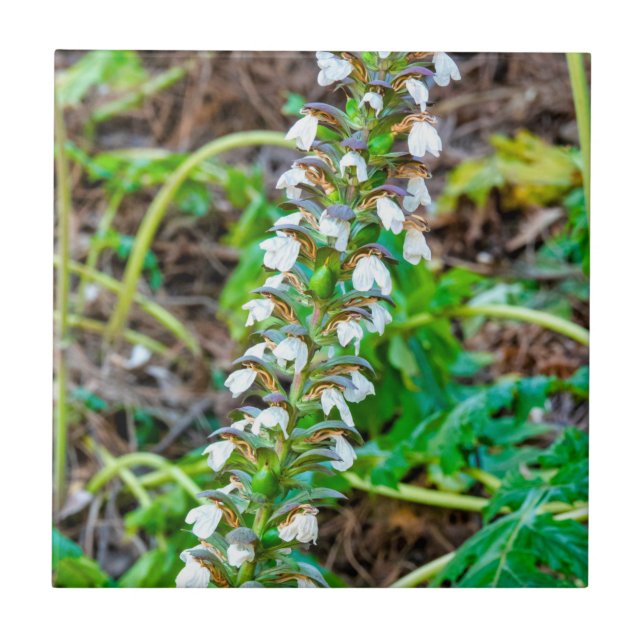 Azulejo Respiraciones del oso (Frente)