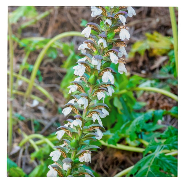 Azulejo Respiraciones del oso (Frente)