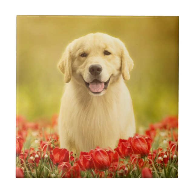 Azulejo Retén de oro en flores rojas (Frente)