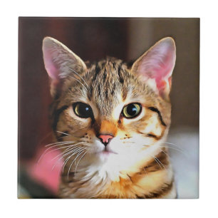 Azulejo Retrato artístico de gatos gatos gatos gatitos