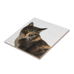 Azulejo Retrato artístico del gato del tabby sobre fondo b