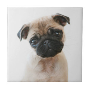 Azulejo Retrato de Baby Pug