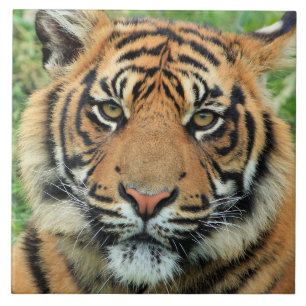 Azulejo Retrato de cachorro de tigre