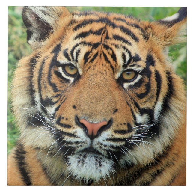 Azulejo Retrato de cachorro de tigre (Frente)