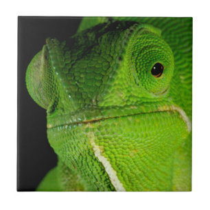 Azulejo Retrato De Chameleon Con Cuello Flap