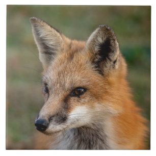 Azulejo Retrato de Fox