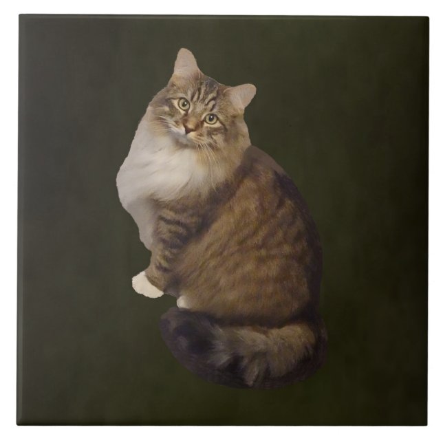 Azulejo Retrato de gato Maine Coon (Frente)