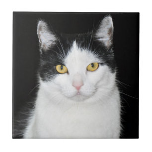 Azulejo Retrato de gato negro y blanco