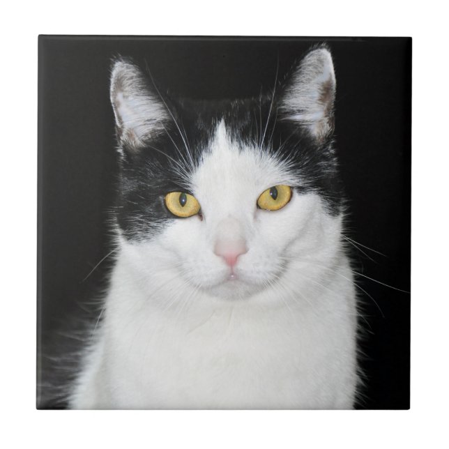 Azulejo Retrato de gato negro y blanco (Frente)