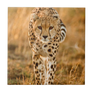 Azulejo Retrato de guepardo (Acinonyx Jubatus), Maasai