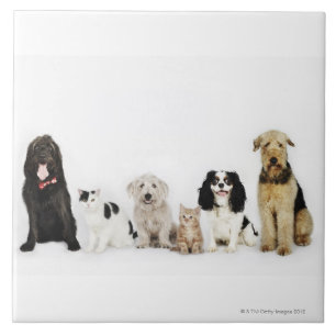 Azulejo Retrato de los gatos y de los perros que se