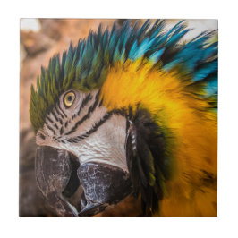 Azulejo Retrato de macao azul y amarillo