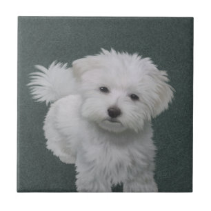Azulejo Retrato de mascota de perrito blanco