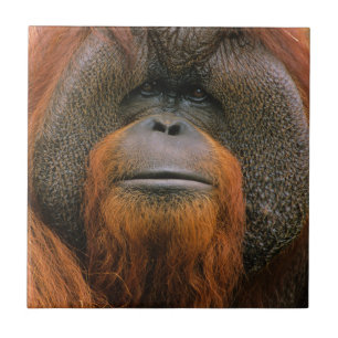Azulejo Retrato de Orangután macho, Georgia, EE. UU.