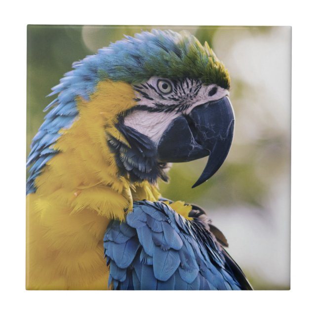 Azulejo Retrato de perfil de loro de Macaw (Frente)